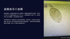 《血吸蟲與絲蟲》課件