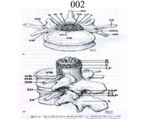 硬膜外麻醉注射技巧探讨培训课件