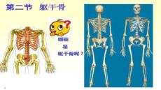 【骨科學臨床技術】1骨學06