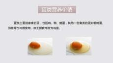 蛋類演示課件