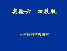 四肢肌