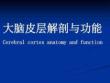 大腦皮層功能與解剖課件