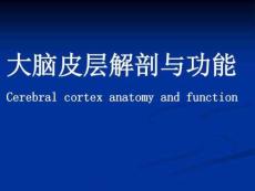 大腦皮層功能與解剖課件