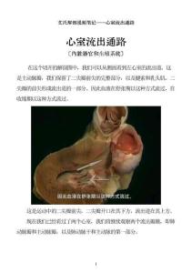 0504-艾氏解剖筆記：心室流出通路