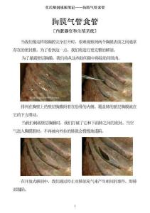 0508-艾氏解剖筆記：胸膜氣管食管