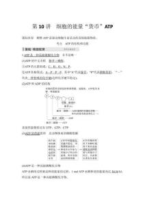2026高中生物練習(xí)（含解析）第2單元  第10講　細(xì)胞的能量“貨幣”ATP
