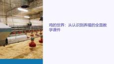 關于雞的教學課件