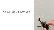 圣甲蟲教學(xué)課件圖片
