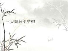 三尖瓣解剖結(jié)構(gòu)