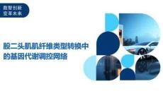 股二頭肌肌纖維類型轉換中的基因代謝調控網絡-洞察及研究