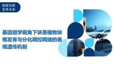 基因組學視角下塊莖植物塊根發育與分化調控網絡的表觀遺傳機制-洞察及研究