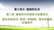 人教 七年級生物上冊 第三單元12-第二章 植物體內的物質與能量變化-綜合實踐項目 栽培一種植物，探究所需的環境條件