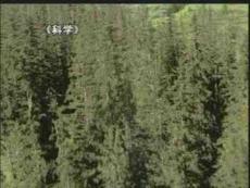 小學科學三年級上冊《我看到了什么》完美版資料