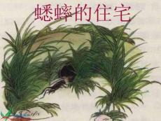 新課標人教版四年級語文上冊7蟋蟀的住宅課件