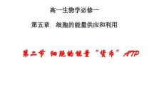 5.2 細(xì)胞的能量“貨幣”ATP  課件 2025-2026 高一上 生物學(xué)-人教版必修1