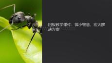 囚蟻教學課件