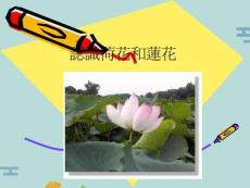 認(rèn)識(shí)荷花和蓮花(“荷花”文檔)共27張