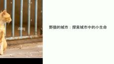 野貓的城市教學課件
