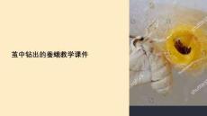 繭中鉆出了蠶蛾教學課件
