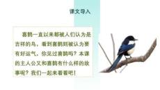 9.枫树上的喜鹊