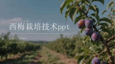 西梅栽培技術ppt