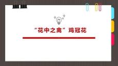 《雞冠花》美術(shù)教育PPT繪畫課件創(chuàng)意教程教案