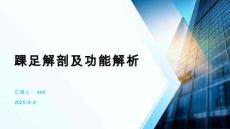 踝足解剖及功能解析