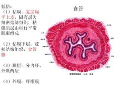 試驗九消化系統