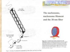 真核生物的基因轉(zhuǎn)錄及其調(diào)控