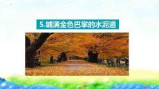 5 鋪滿金色巴掌的水泥道  課件