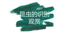 《森林動(dòng)植物保護(hù)與鑒賞》課件——6.4.1 昆蟲(chóng)的識(shí)別觀賞