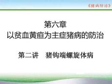 豬病防治：豬鉤端螺旋體病PPT教學課件