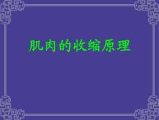 肌肉收缩原理