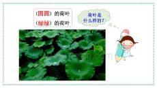 部编版小学一年级下语文课件课文13 荷叶圆圆