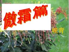 語文五年級(上) 傲霜篇 ppt 語文A版第九冊課件