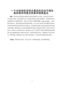 一個水稻線粒體相關基因的啟動子報告基因載體構建及轉基因植株鑒定