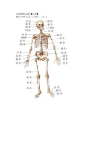 人體骨骼結構圖