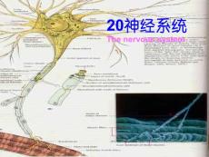 【生物课件】解剖生理学20神经