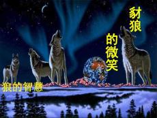 狼的哲学