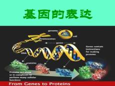 基因的表达 高中生物课件 ppt