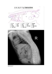宠物X光图片（一）