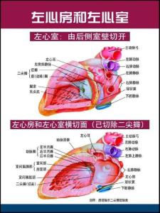 超声诊断学之---心脏解剖图.asp