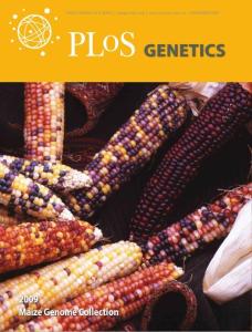 maize_genome
