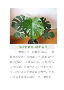 龟背竹繁殖与栽培管理。65