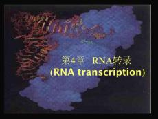 分子生物學(xué)第四章