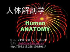 人体解剖学(1)