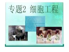 細(xì)胞工程 植物細(xì)胞工程的基本技術(shù)(第二章第一節(jié))