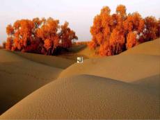 9.西風胡楊課件