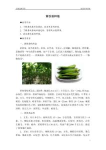 黄秋葵产业化种植加工