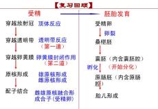 胚胎工程及其应用前景ppt